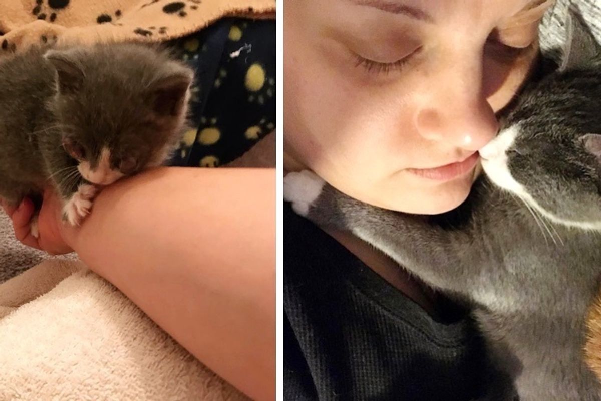 Kitten Showed Up on Porch All Alone - Woman Saved Him When No One Wanted Him