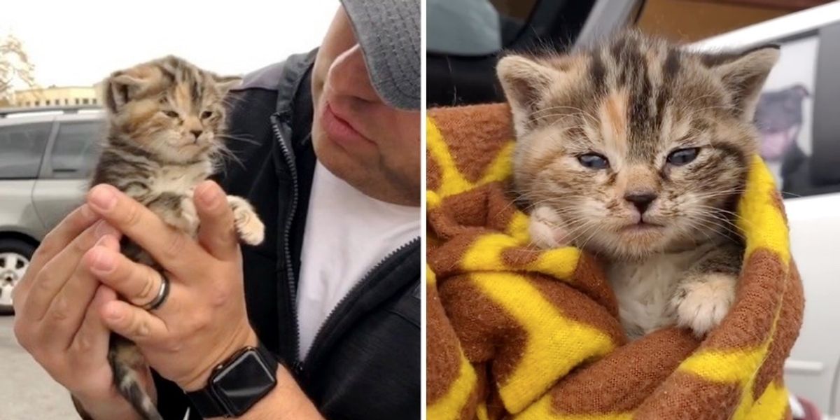 Kitty Rescue Images Kitten Rescued from Streets, Meows for Cuddles When Someone Comes to ...