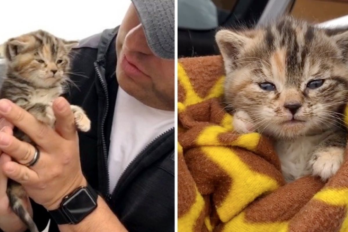 Kitten Rescued from Streets, Meows for Cuddles When Someone Comes to Help Her