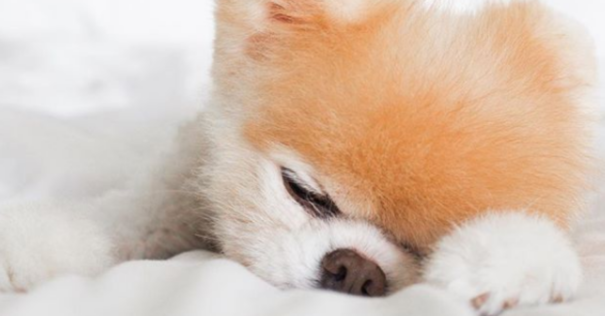The Internet Is In Mourning After Boo, 'The World's Cutest Dog,' Dies At Age 12 ðŸ˜¢