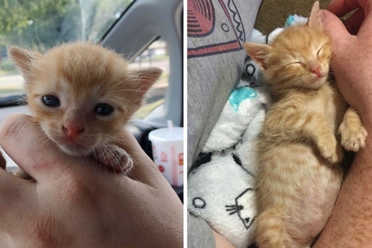Woman Saves Kitten from Middle of Road When Others Just Keep Driving