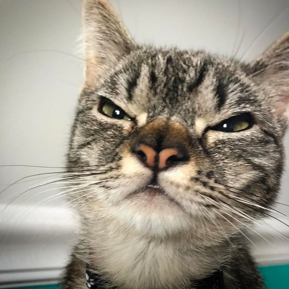 Kitten with Double Nose Decides to Put on the Perfect Grumpy Face After ...