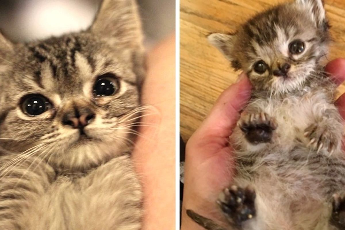Kitten with Double Nose Decides to Put on the Perfect Grumpy Face After She Was Rescued