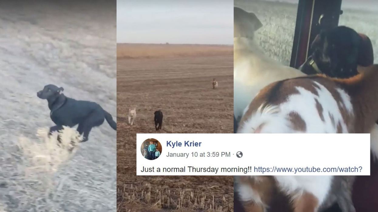 Missing Dog Is Reunited With His Human In Viral Videoâ€”And He Brought A Few Unexpected New Friends With Him ðŸ˜�