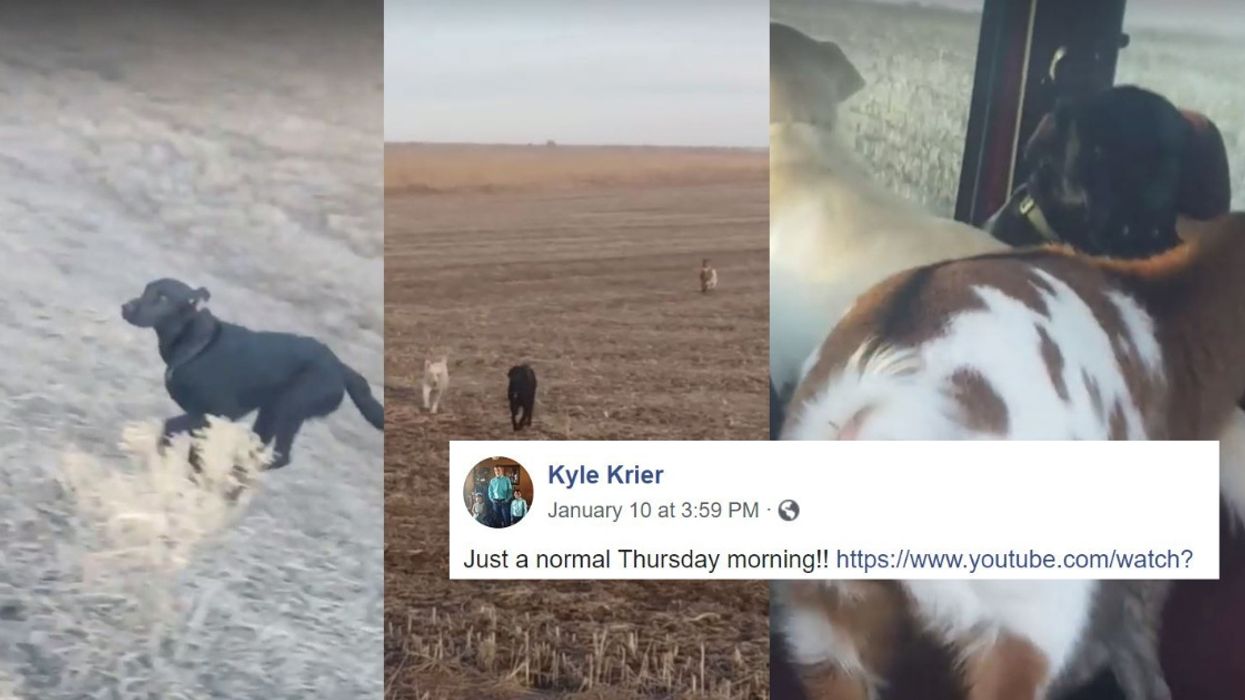 Missing Dog Is Reunited With His Human In Viral VideoโAnd He Brought A Few Unexpected New Friends With Him ๐
