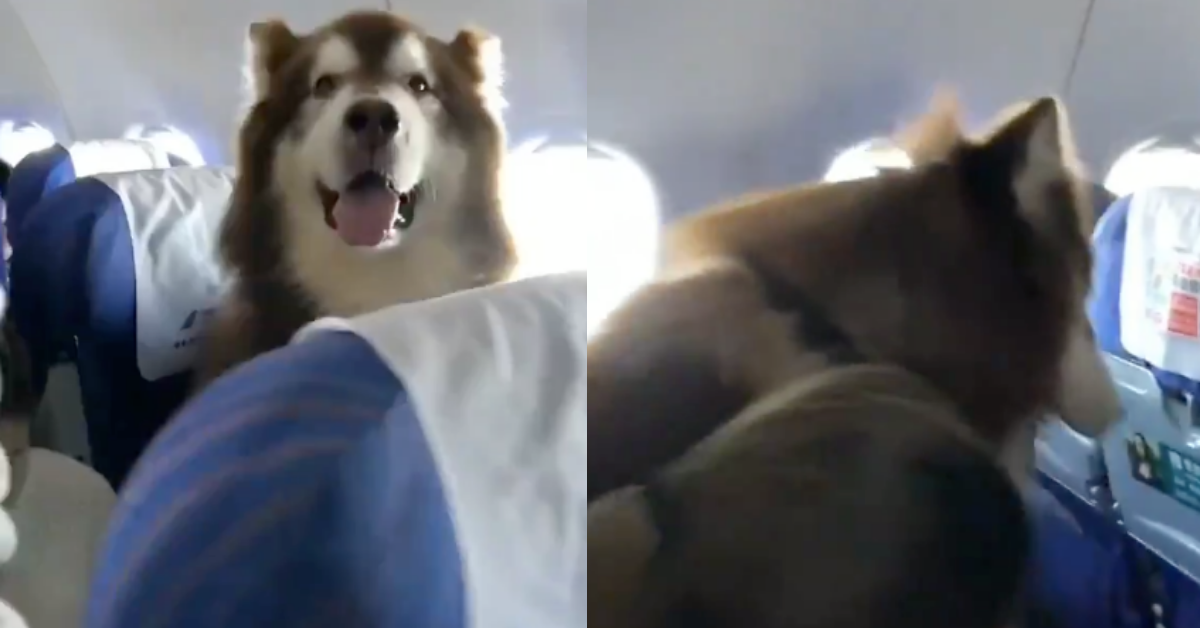 This Viral Video Of An Alaskan Malamute Service Dog Sitting On A Plane Is The Cutest Thing You'll See All Day ❤️