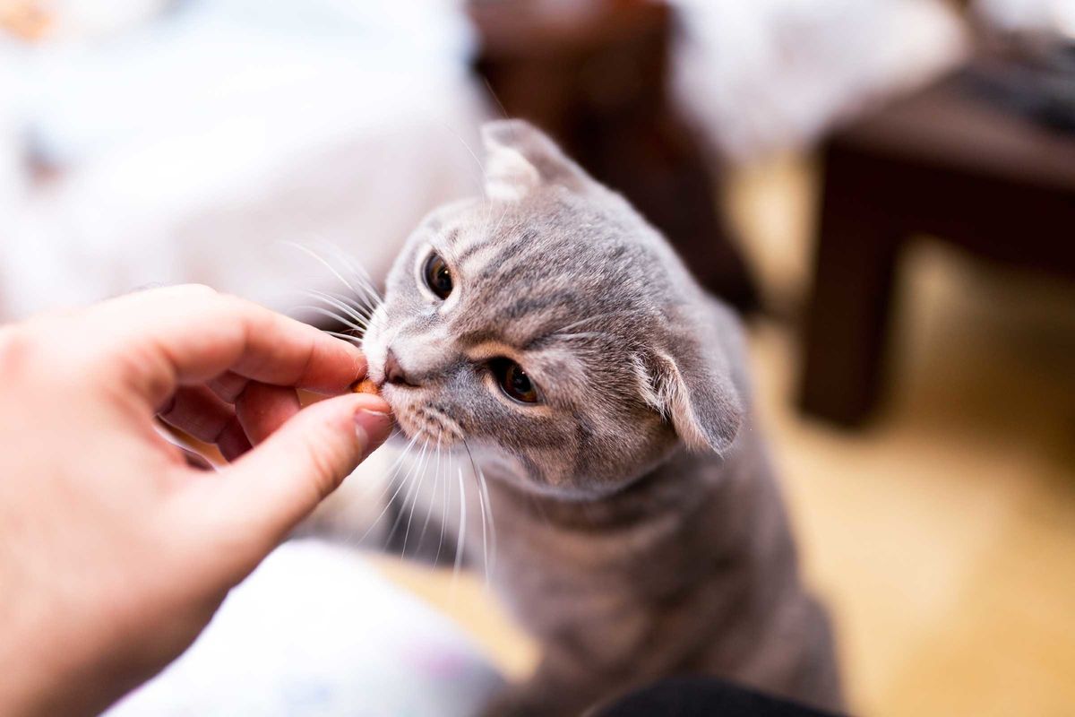 grey cat being fed a treat