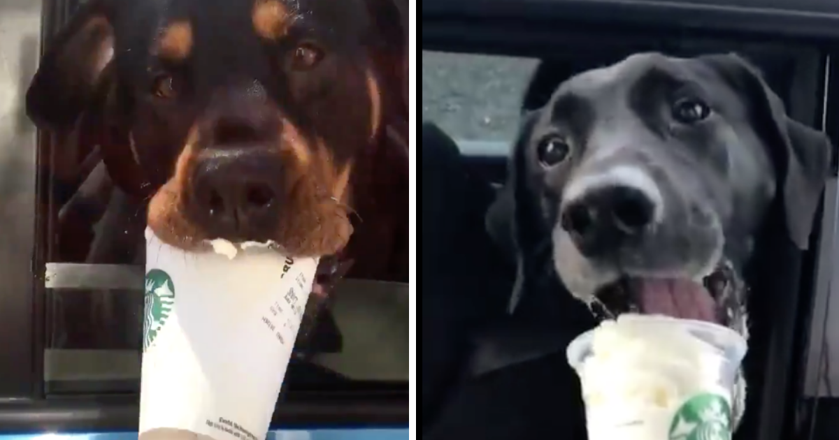 These Videos Of Starbucks Baristas Giving Some Very Good Dogs Their 'Puppuccinos' Are Just So Pure 😍