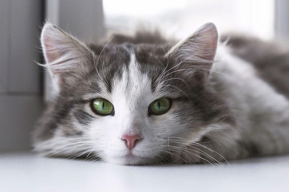 12 Cat Gifs To Get You Through This Long Week