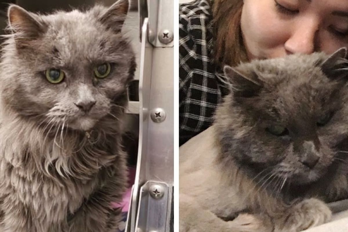 Woman Wanted a Cat that Nobody Would Adopt and Found 20-year-old Kitty Waiting for Her
