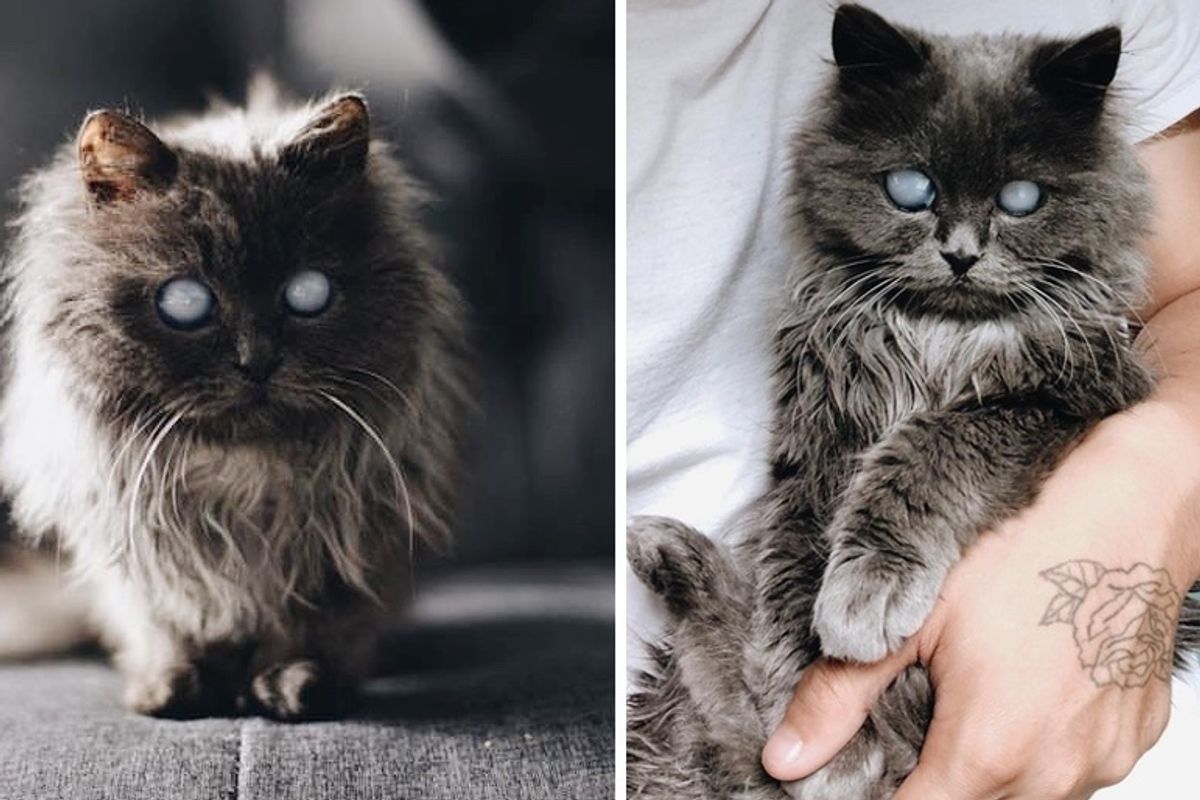 Men Went to Adopt a Kitten But a Beautiful Blind Kitty Found Them Instead