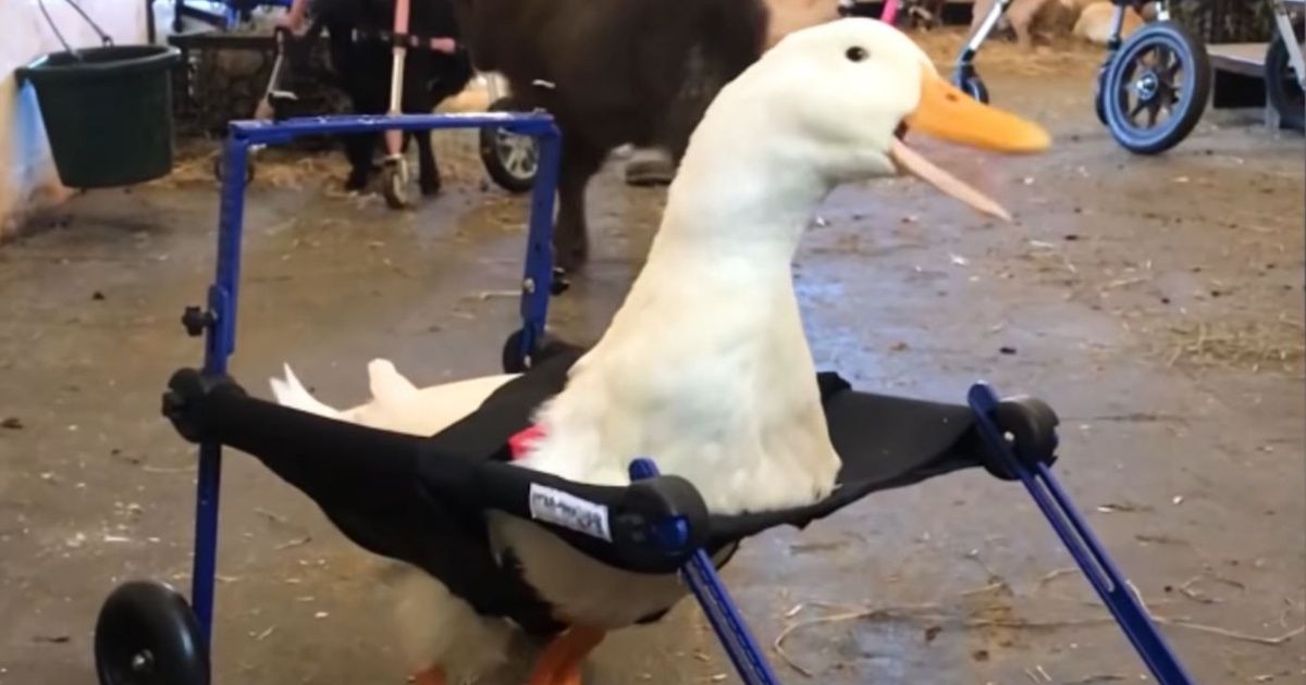 If You've Never Seen A Duck In A Wheelchair, Today Is Your Lucky Day