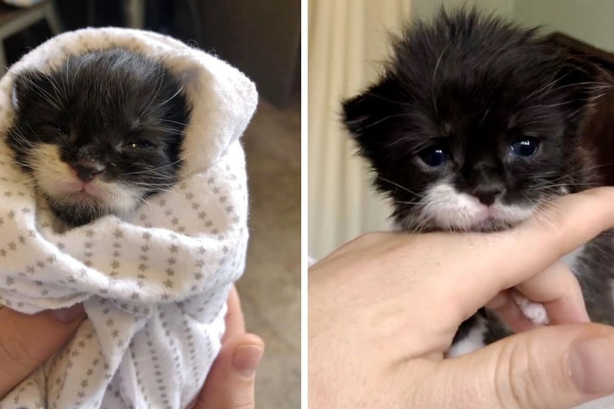 Kitten Found Crying Near Drive-through on Stormy Day, Finds Love from Another Cat and Kitten