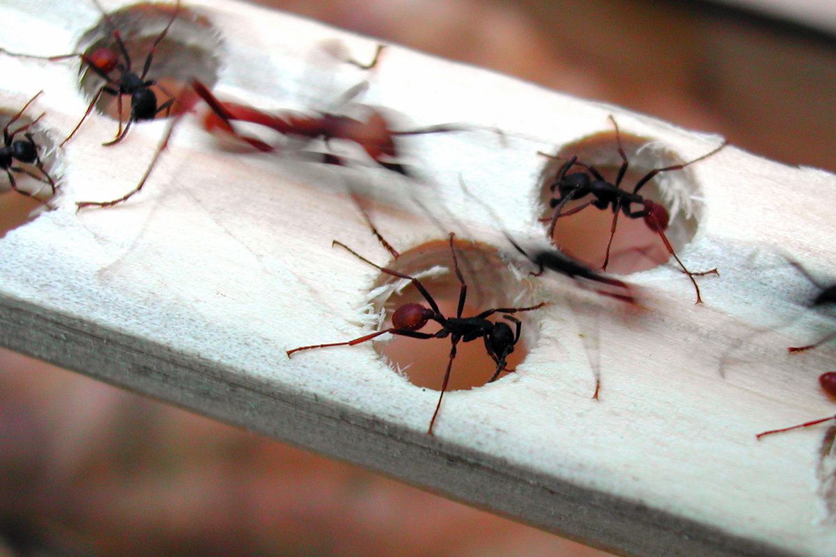 «Le formiche ci fanno gratis da spazzine e nutriranno il mondo»