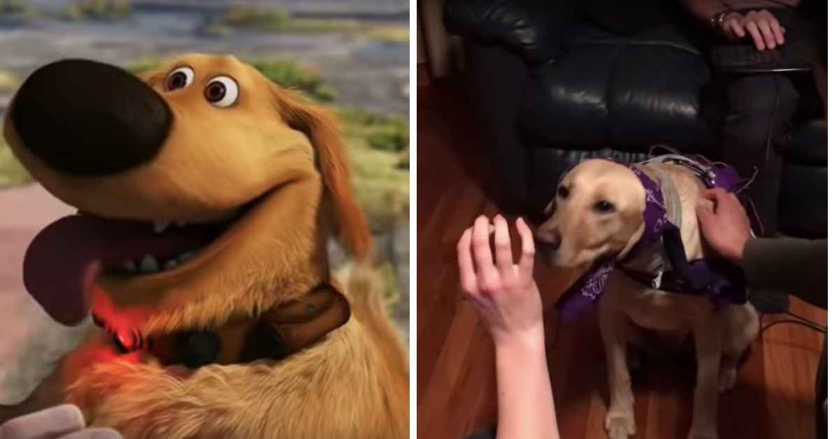 Some College Students Basically Got Us One Step Closer To That Talking Dog From 'Up'