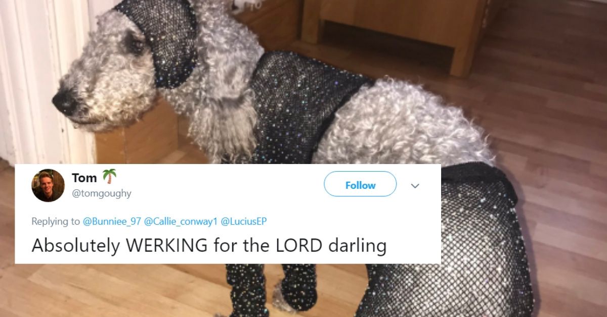 Online Retailer's Ridiculous Sizing Is A Loss For This Teen Shopper But A Total Win For Her Pooch