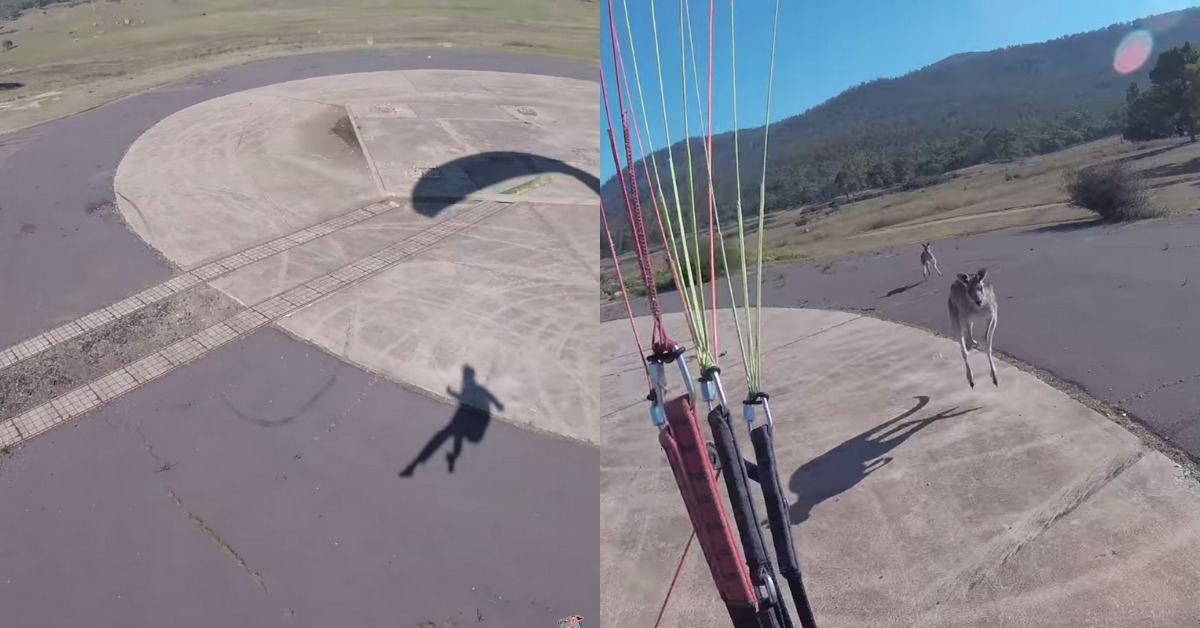 Paraglider Aces His Landing Only To Turn Around And Get Immediately Attacked By A Kangaroo