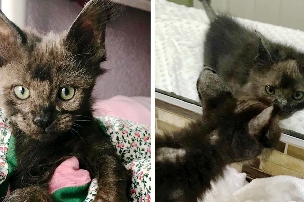 Kitten Grows Back Her Beautiful Fluffy Coat After She Found Someone Who Saved Her Life