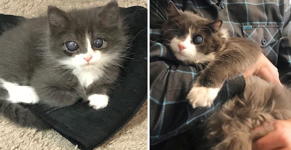 Woman Gave Special Kitten a Home When No One Else Did, and Turned His