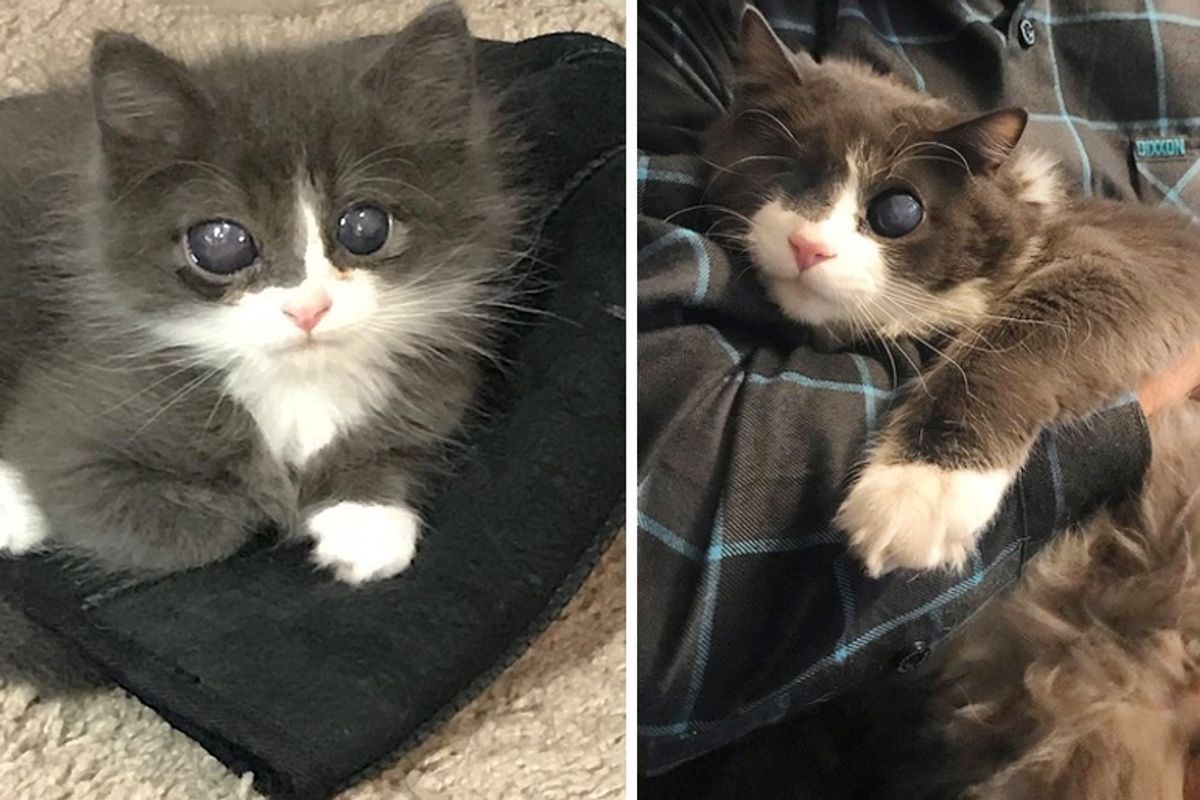 Woman Gave Special Kitten a Home When No One Else Did, and Turned His Life Around