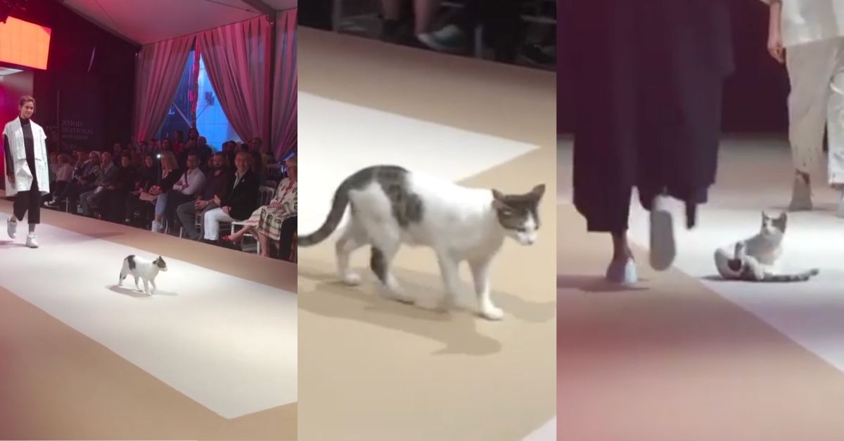 Turkey's Next Top Model Is This Adorable Cat Who Crashed A Runway And Totally Stole The Show