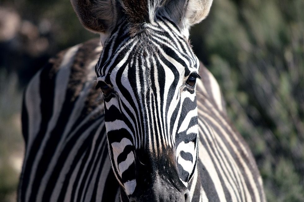 12 Facts About Zebras That Are Black And White