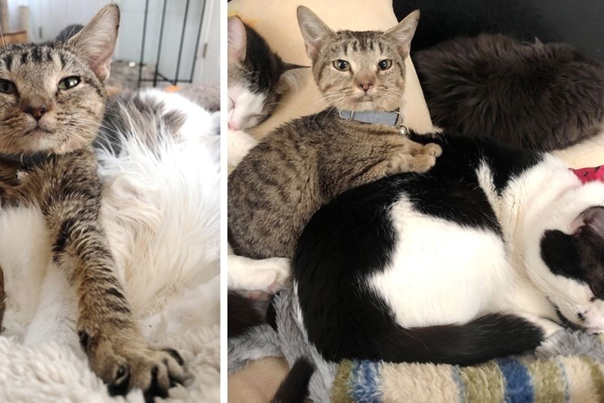 Kitten Who Can’t Grow, Comforts Other Cats with Special Needs With Cuddles Every Day
