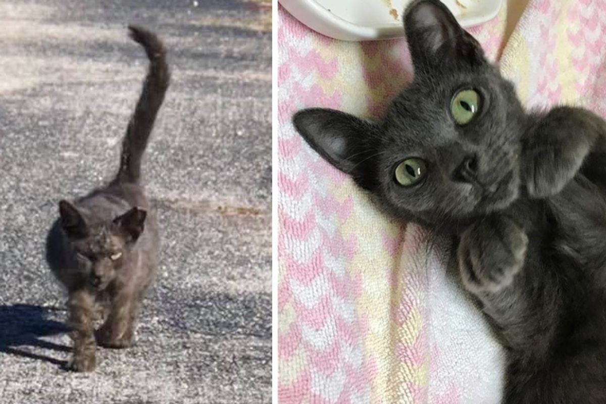 Scraggly Kitten Walks Up to Rescuer and Meows for Help When She Finally Finds Kindness