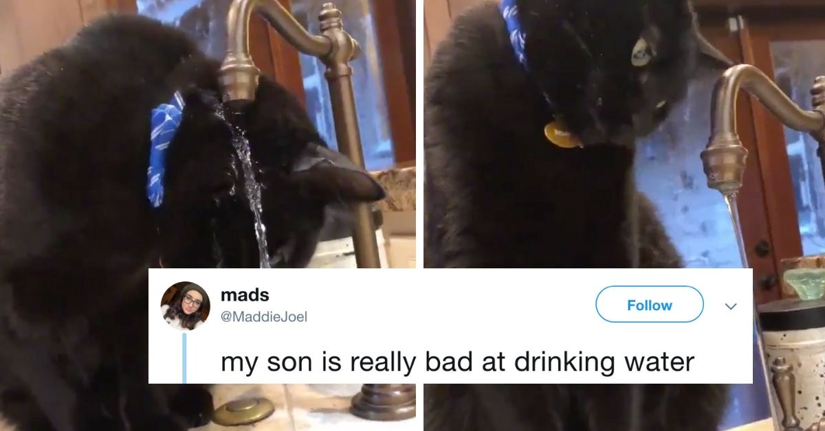 This Viral Video Of A Cat Who Is Really Bad At Drinking Water From A Faucet Has Twitter LOLing