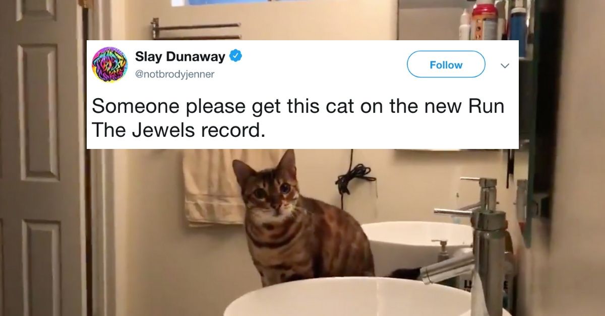 Guy Autotunes His Cat Meowing In Viral Video, And It's Freaking Out Other People's Cats