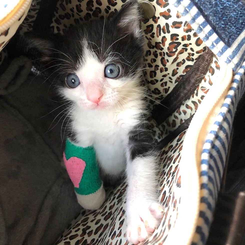 Tiny Kitten With Broken Leg Proves That He Will Heal Up and Walk Again