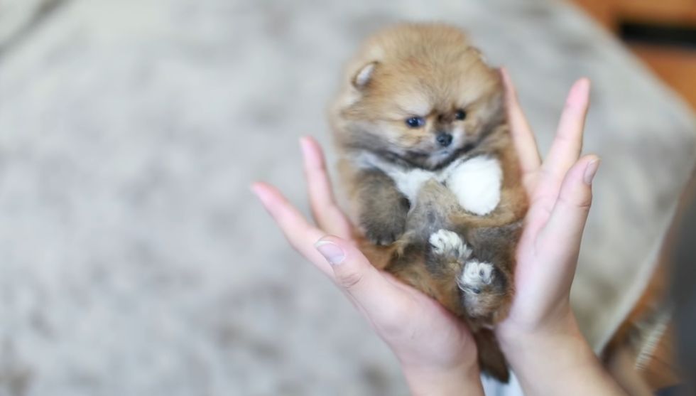 Society Needs To Stop Making Super Tiny Animals Trendy