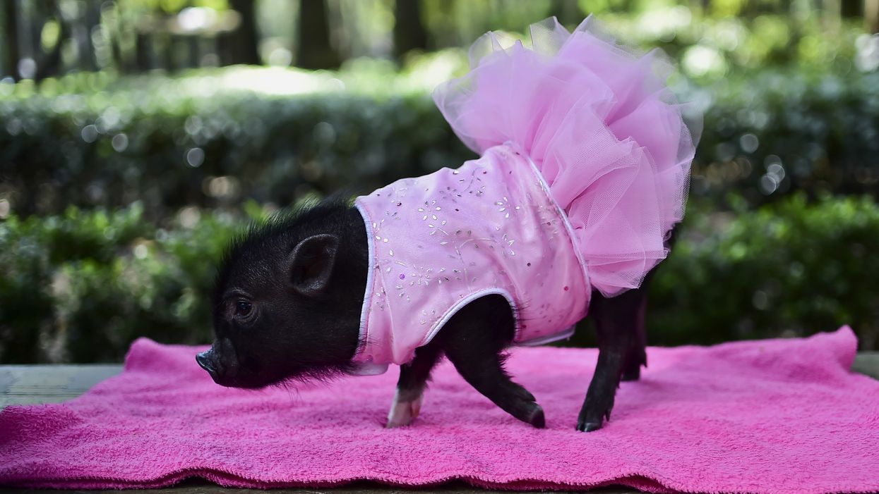 There's a pageant for pet pigs this weekend in Texas