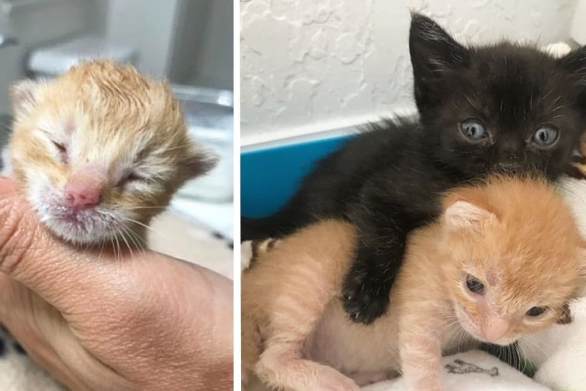 Orphaned Kitten Finds Love from a Rescued Kitty, Who Helps Save His Life