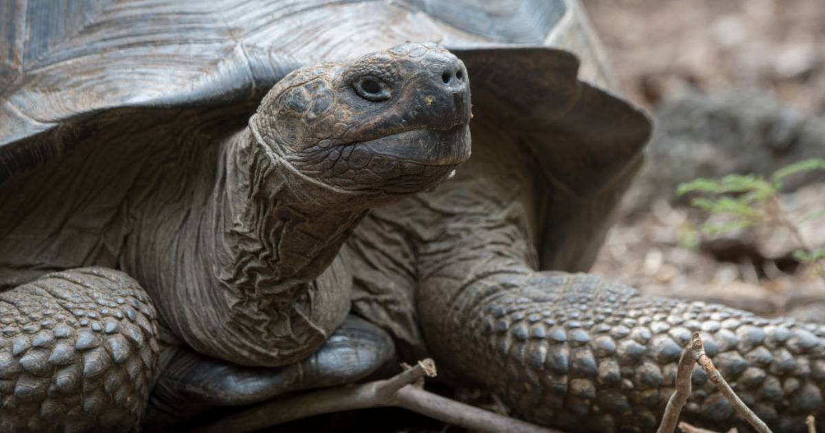 Galápagos Tortoise Species Spotted For The First Time Since 1906 After Being Feared Extinct