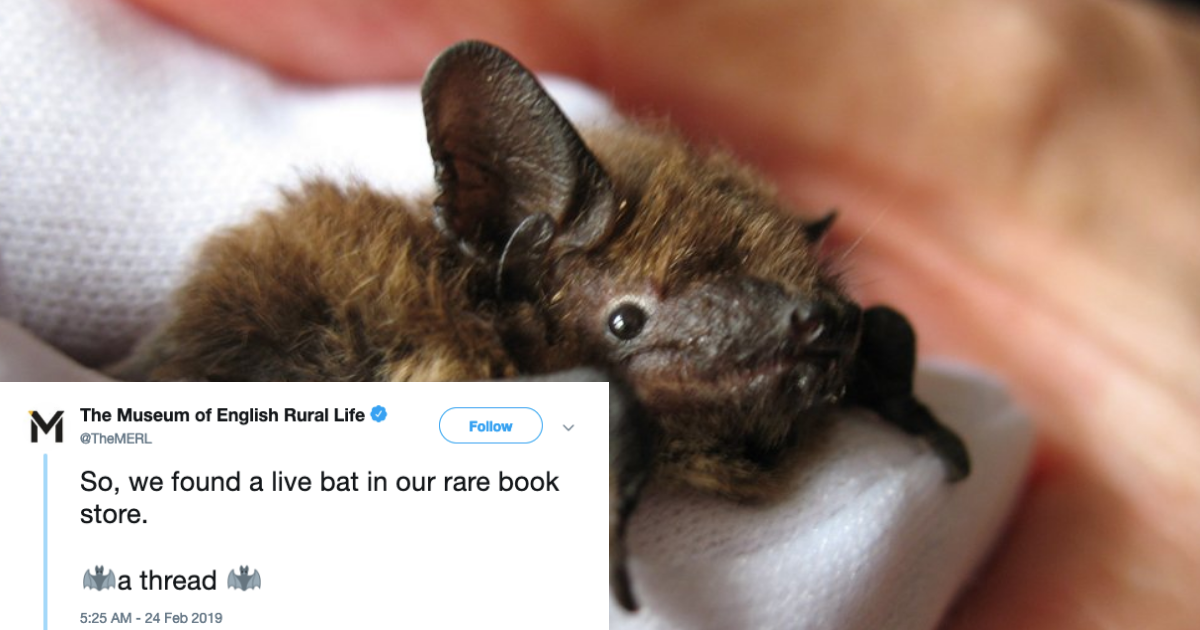 Museum Wins The Internet After Finding A Tiny Bat In Their Rare Book Store And Nursing It Back To Health