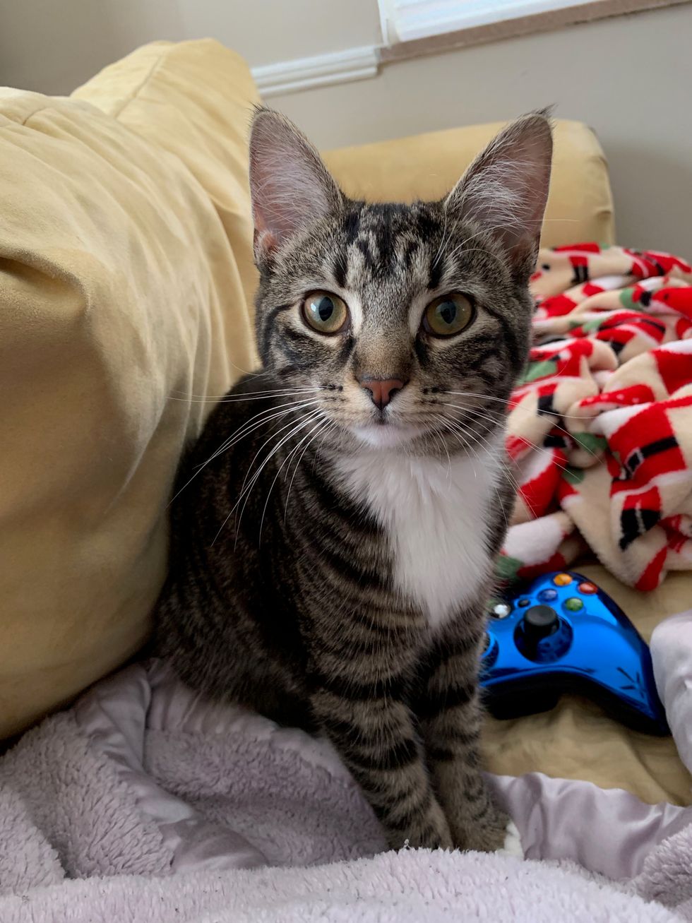 Why Cat's Are The Best