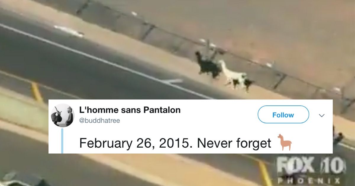 People Just Commemorated The Very Important 4-Year Anniversary Of The Great Llama Escape In Phoenix