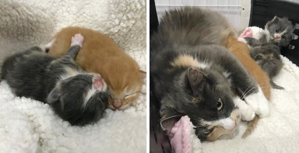 Cat Rescued After 3 Years Of Trying, She Arrived With Kittens They Didn ...