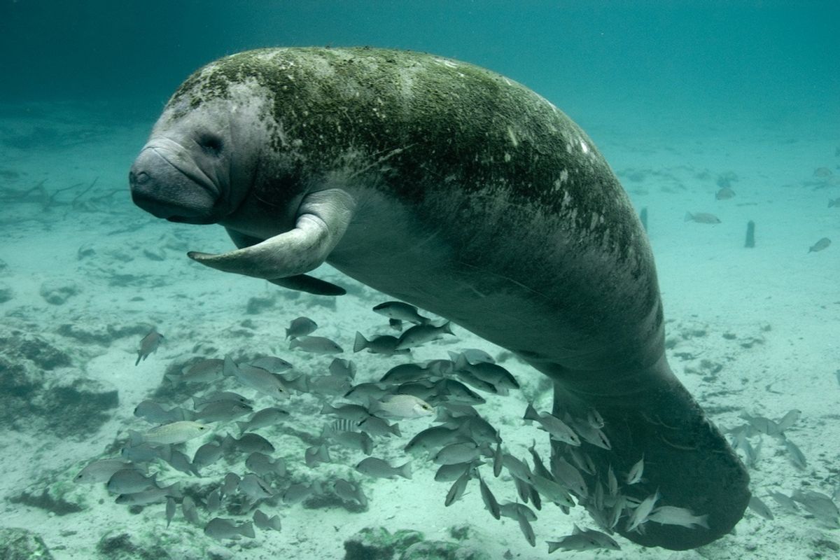 New Florida Gov Ron DeSantis Kind Of Good On Environment? Eh What Huh???