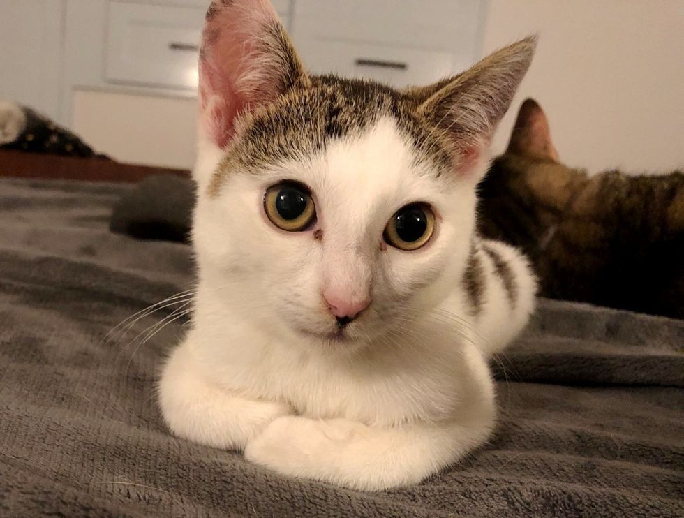 Kitten Who Came with a Headtilt, Has Her Life Turned Around When She Finds a Foster Home Love