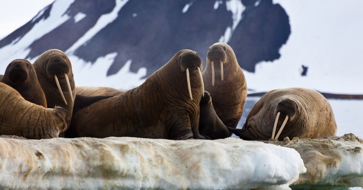 Tragic Scene Of Walruses Fatally Falling Off A Cliff In Netflix's 'Our Planet' Is Attributed To Climate Change—But It May Not Actually Be That Simple