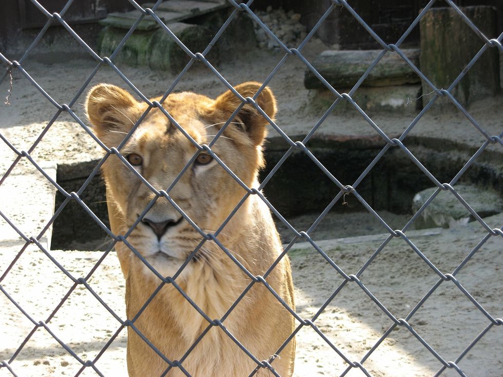 Stop Putting Wild Animals Behind Glass And Bars For Human Enjoyment