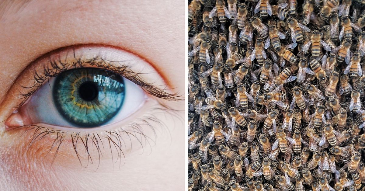 Taiwanese Woman's Eye Infection Turns Out To Actually Be Bees Living In Her Eyes—You Know, NBD