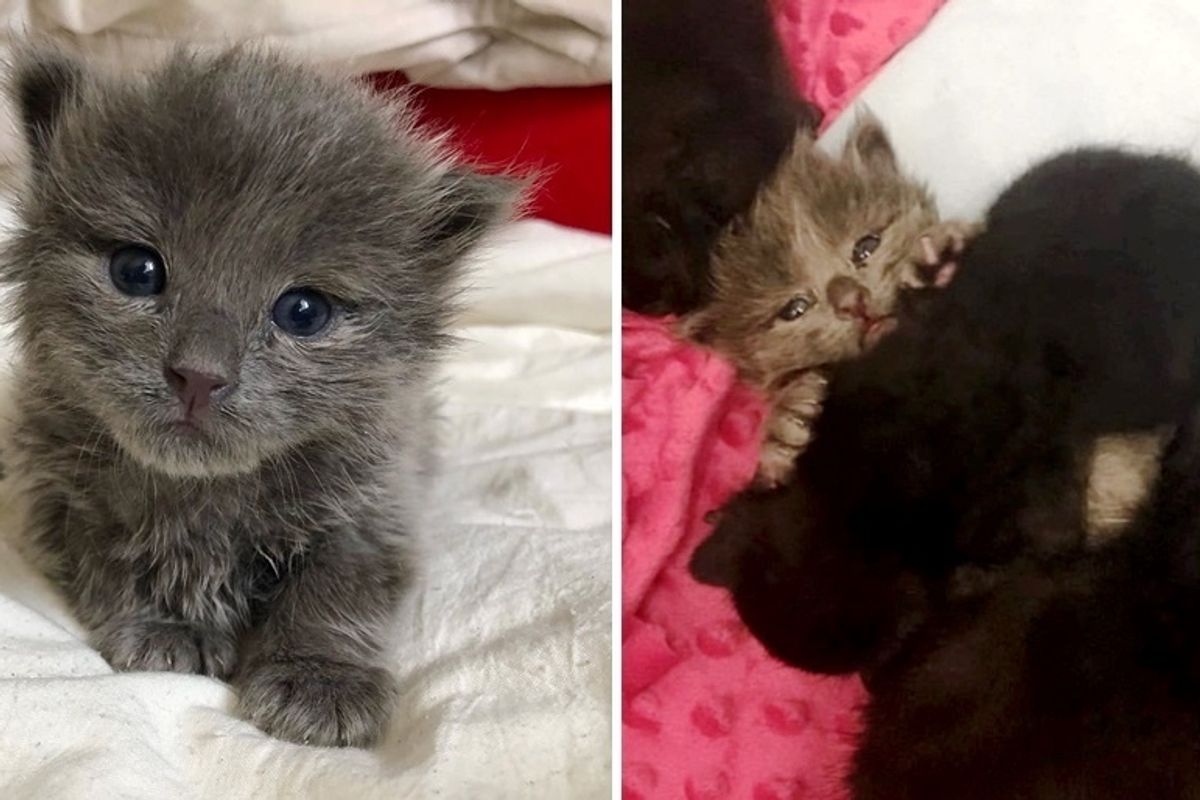 Orphaned Kitten Adopted by 3 Rescued Kitties When He Needed a Friend the Most
