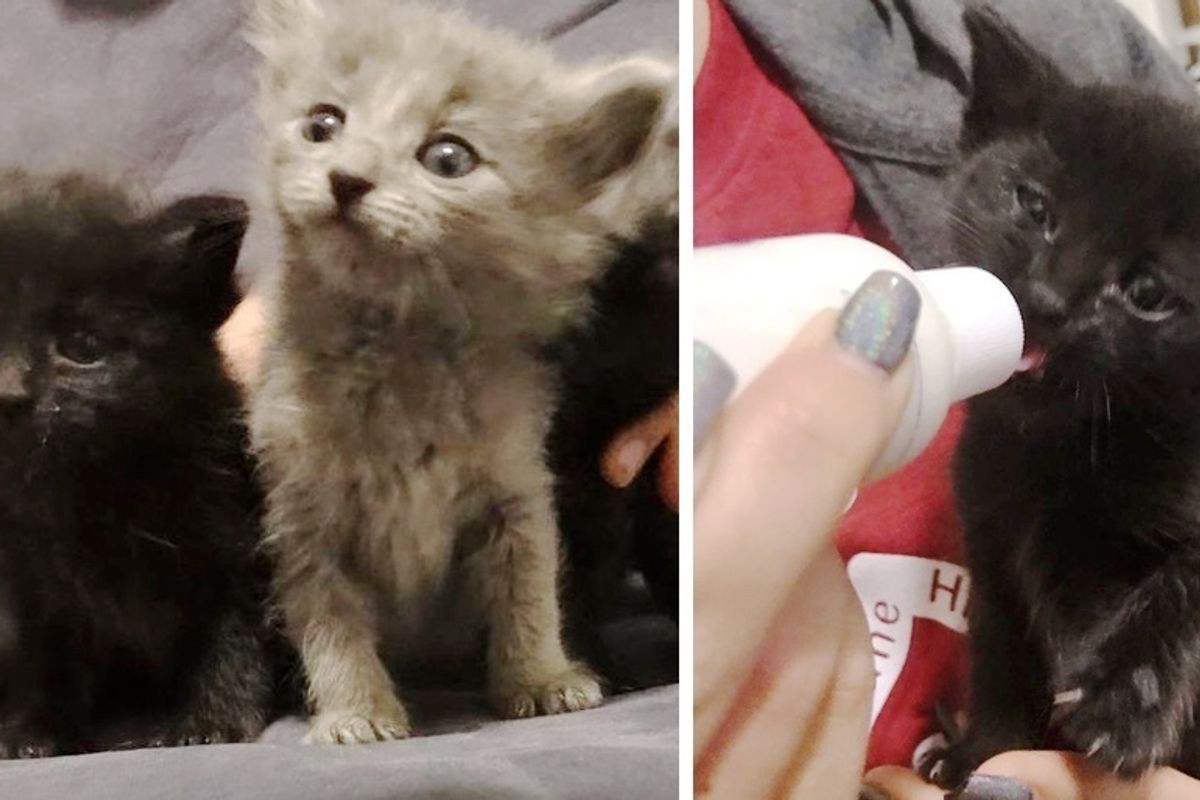 Rescuer Saves Kittens from Burned House and Goes Back to Find Their Remaining Sibling