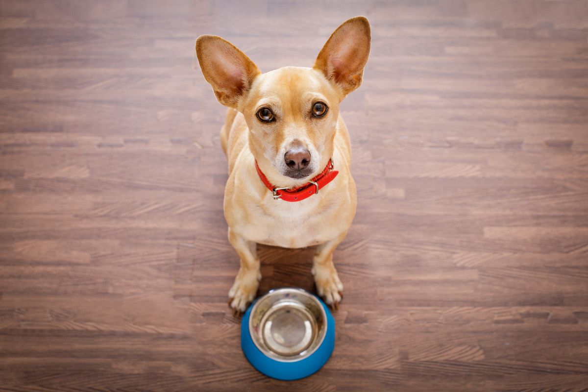 best smart dog and cat feeders