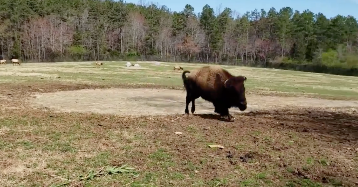 800-Pound Bison Does A "Happy Dance" In Celebration Of The First Day Of Spring—And Same