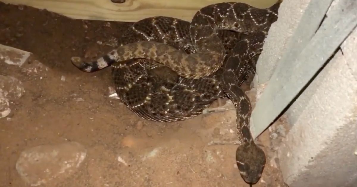 Texas Man Finds 45 Rattlesnakes Living Under His House