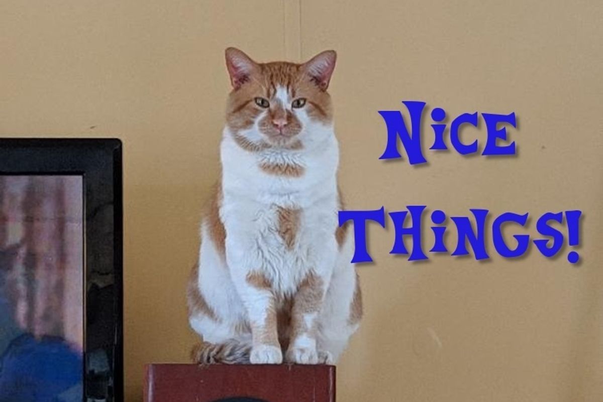 Stop Fretting Over The Mueller Report And Have Some Nice Things!